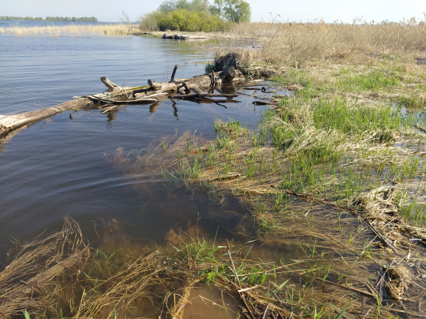 Мониторинговые исследования в Мёшинском заливе Куйбышевского водохранилища в весенний период 2021 года